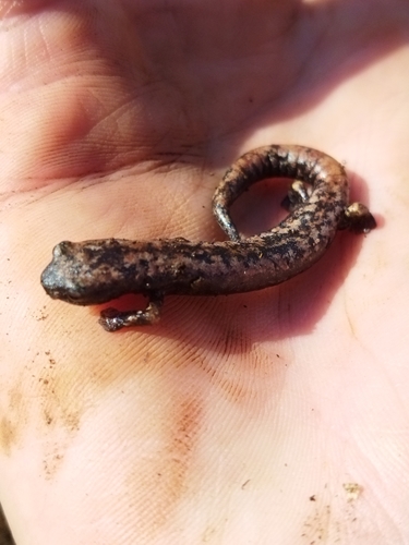 Yucatan Salamander, Bolitoglossa yucatana
