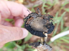 Fungi