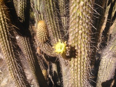Weberbauerocereus weberbaueri