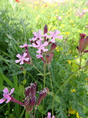 Silene aegyptiaca