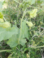 Bryonia syriaca
