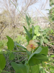 Pisum fulvum