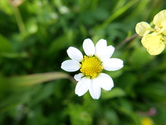Anthemis