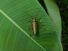 Xystrocera festiva