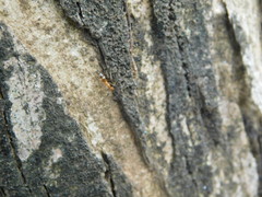 Anoplolepis gracilipes
