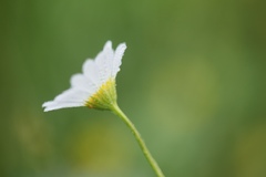 Astranthium integrifolium