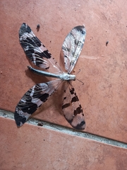 Lachlathetes moestus