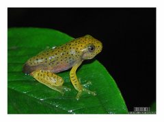 Rhacophorus malabaricus