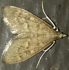 Mecyna mustelinalis