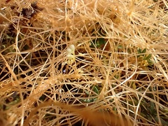 Cuscuta partita