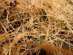 Cuscuta partita
