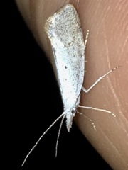 Euceratia