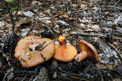 Lactarius semisanguifluus