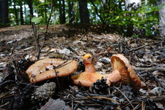 Lactarius semisanguifluus