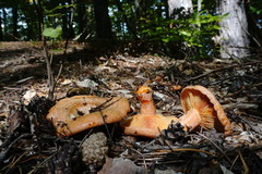 Lactarius semisanguifluus