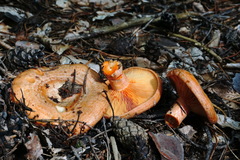 Lactarius semisanguifluus