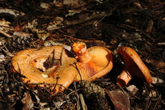Lactarius semisanguifluus