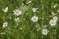 Astranthium integrifolium