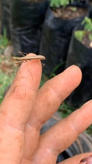 Musoniella
