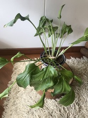 Spathiphyllum cochlearispathum