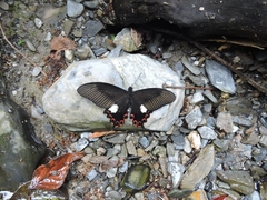 Papilio nephelus chaonulus