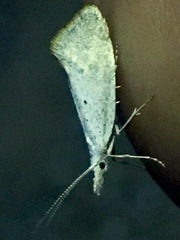 Euceratia