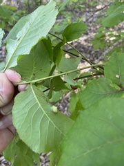 Phylloxera caryaescissa