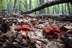 Cortinarius cinnabarinus