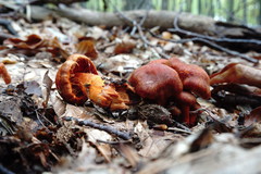 Cortinarius cinnabarinus