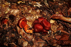 Cortinarius cinnabarinus