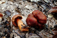 Cortinarius cinnabarinus