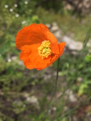 Papaver californicum