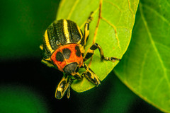 Neodiplogrammus quadrivittatus