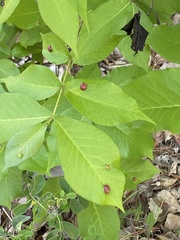 Phylloxera caryaescissa