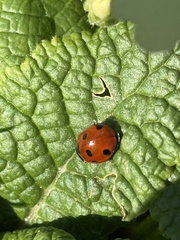 Coccinella septempunctata