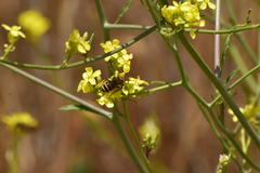 Halictus farinosus