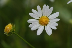 Astranthium integrifolium