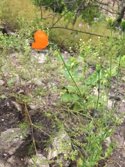 Papaver californicum
