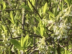 Oemleria cerasiformis