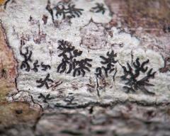 Phaeographis delicatula