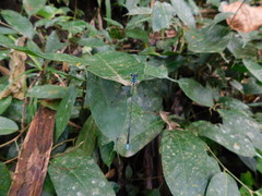 Coeliccia membranipes