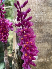 Dendrobium secundum