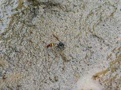 Phimenes flavopictus blanchardi