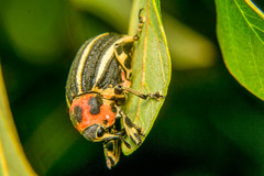 Neodiplogrammus quadrivittatus