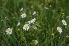 Astranthium integrifolium