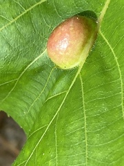 Phylloxera caryaescissa