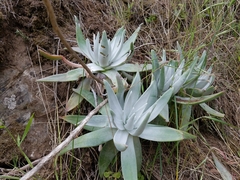 Dudleya virens insularis