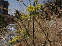 Foeniculum vulgare