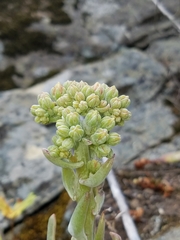 Dudleya virens insularis