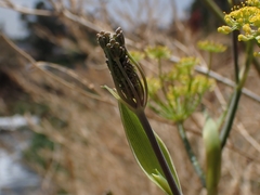 Foeniculum vulgare